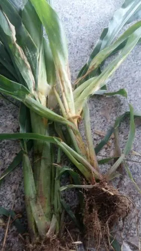 玉米打完除草剂烟密秀去精七天后,心叶腐烂,怎么回事