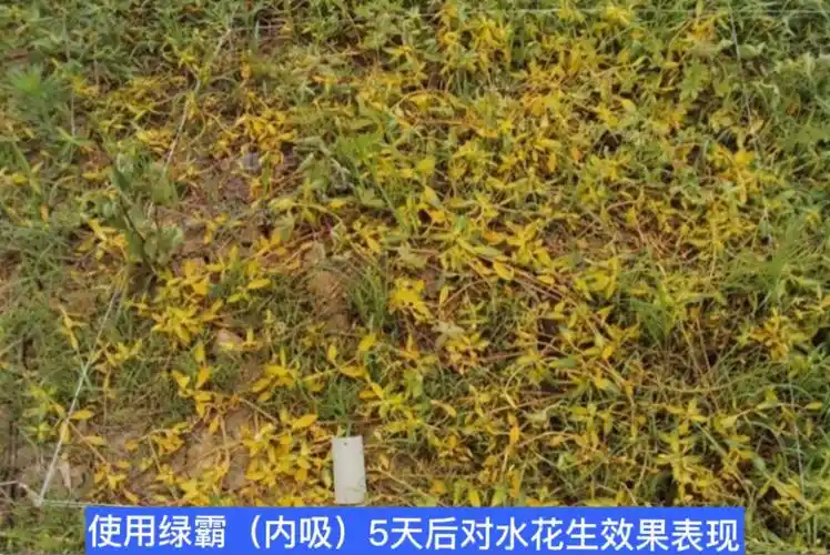 水花生净除草净连根除烂根剂灭根空心莲子草专用克星一遍净除草剂30ml