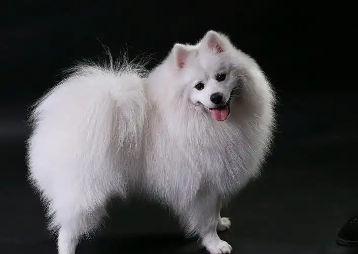 银狐幼犬尖嘴白色狐狸犬幼犬 疫苗齐全保纯种健康