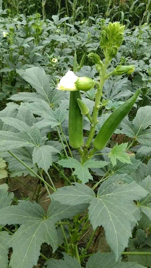 秋葵宜人,香远益清!