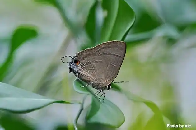 影蝶寻乐 - 燕灰蝶