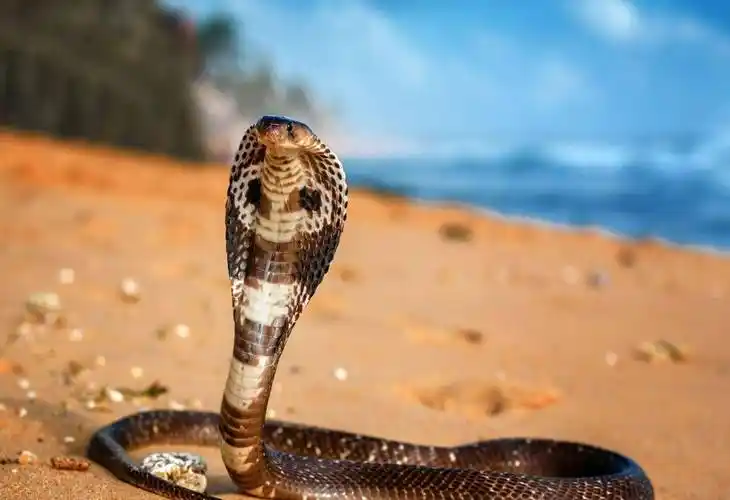 "三角头"的蛇有毒么?