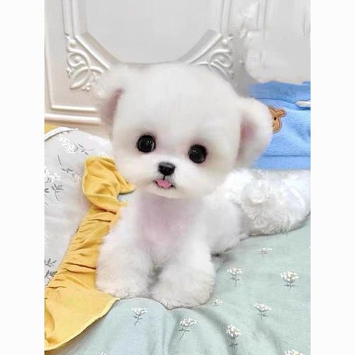 纯种比熊幼犬小型犬米奇比熊茶杯犬飞耳比熊卷毛小体活幼体宠物狗