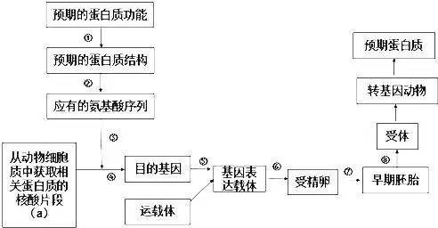 下列是生产某种特定蛋白质的工程技术模式图,相关说法不正确的是( )