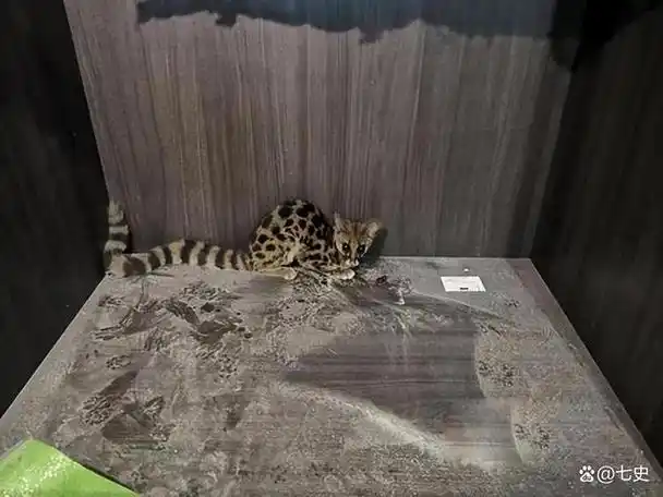 南方老人害怕的九节狸专找荒坟做窝身上的异香价值千金