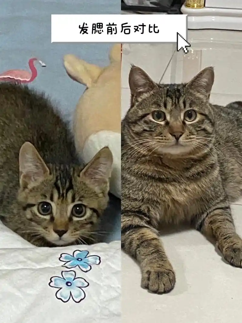 秘终于找到小猫咪发腮的原因啦!