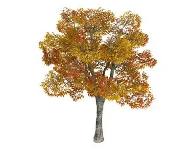 二球悬铃木图片