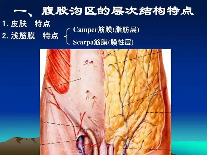 腹股沟区应用解剖ppt