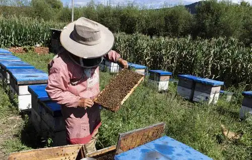 山村养蜂人!(2020.8.28蛟河)