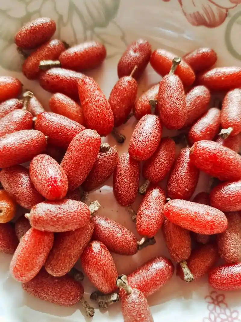 在四川这玩意儿是甜的,为什么浙江的是麻口的#这个野果子有认识 - 抖