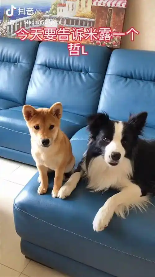 来直播间一起看狗子开瓶盖吧!狗 边牧 柴犬