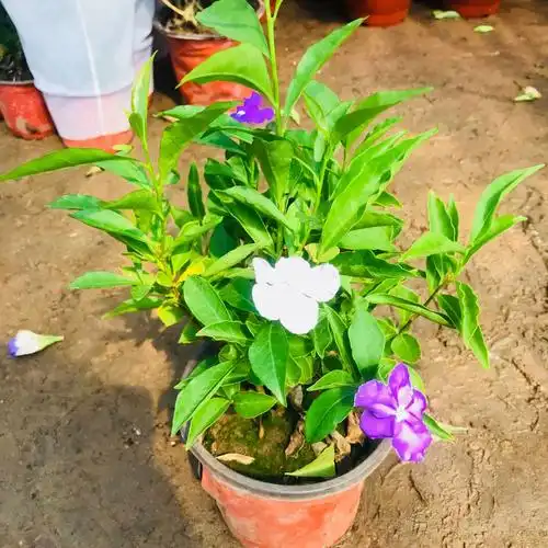 大棚直销双色茉莉小盆栽 室内外阳台观花花卉绿植 量大优惠茉莉花
