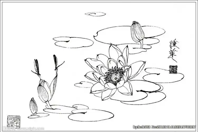 睡莲线描睡莲白描睡莲素描图片