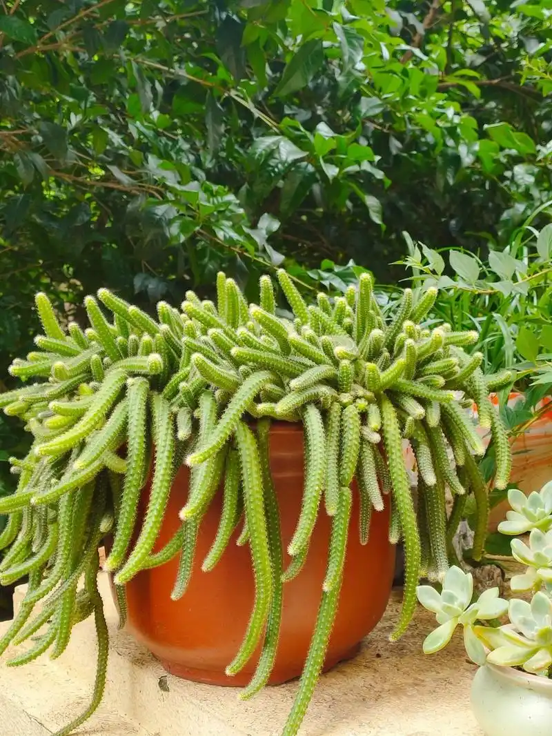 多肉——毛毛虫 这盆毛毛虫最早是从朋友那里拿来的2根苗 现在长的倒