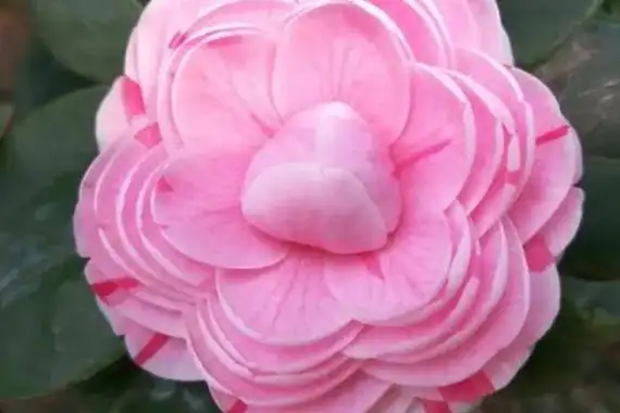 世界上十大最美花排名,杜卡普尔花夺得花魁