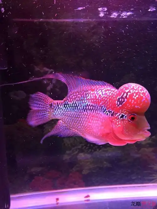 出极品珍珠罗汉满拉线一条,颜色红,会跟手,限广东揭.