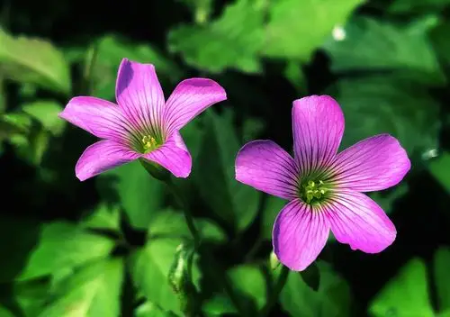 花草随拍(8)/酢浆草