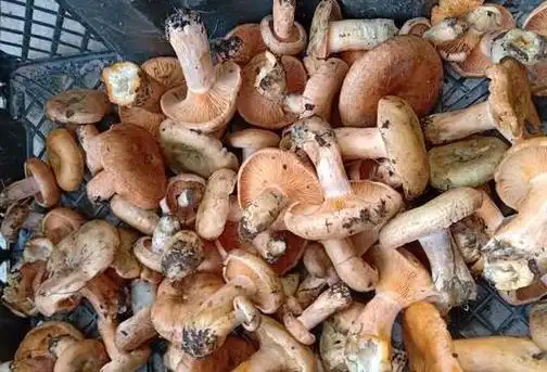 松树菌的功效与作用及禁忌