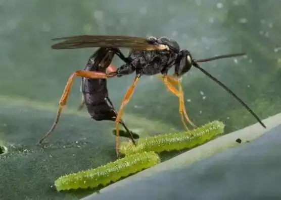 图9利用天敌昆虫防害虫  来源:网络此外还会培训虫害巡查员,认真监控