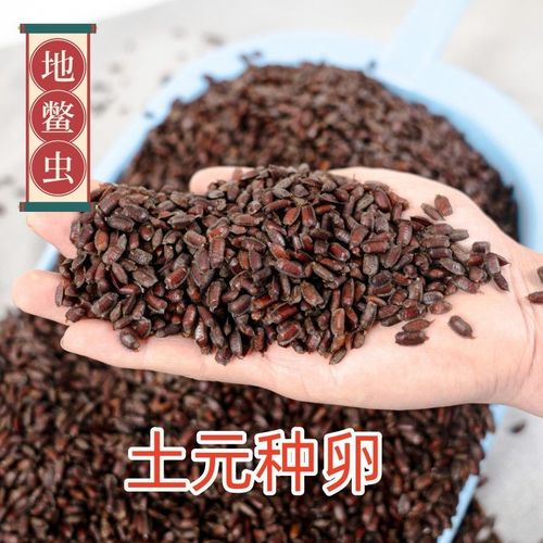 土元卵优质新鲜地鳖虫卵纯度高提供技术500g包邮