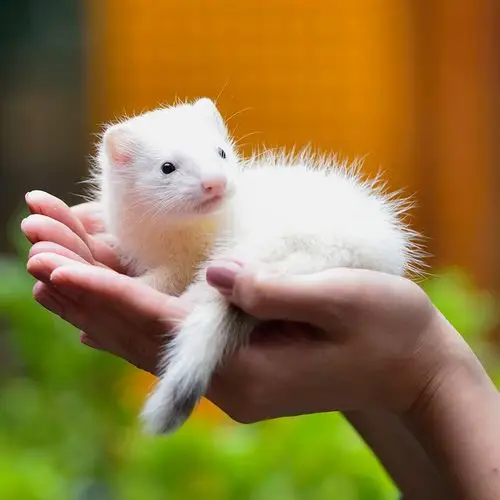 安哥鲁宠物貂活体幼体幼崽安格鲁雪貂包活宿舍小型好养动物活物貂