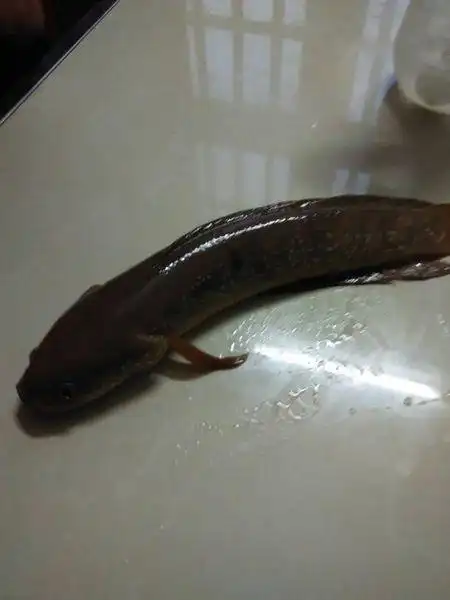 这种鱼头像蛇,鱼身很滑,无鳞,无刺,有花纹,请问各位大神它叫什么鱼,它