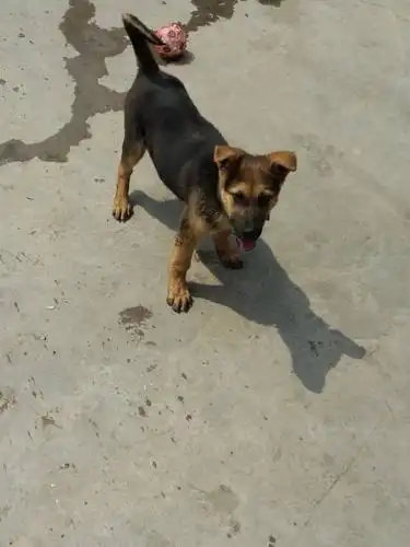 狼狗 土狗 还是什么狗,是条好狗吗?能长多大