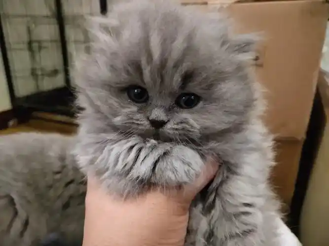 高颜值英短蓝猫长毛高地找新家坐标江苏