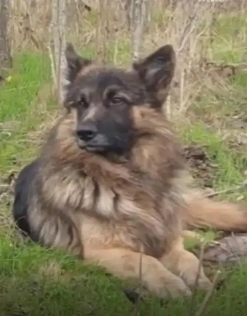 最近,一组来自乌克兰战场的照片在网上火了:一条俄罗斯军犬为了保护