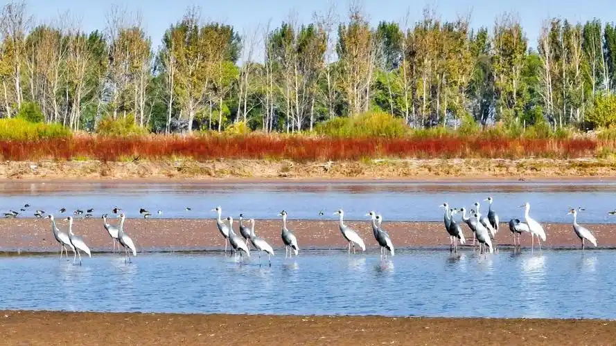 新时代中国调研行·黄河篇丨湿地修复让黄河口盐碱滩变动植物乐园