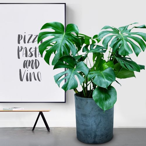 龟背竹植物室内大叶大型开背龟背竹盆栽吸甲醛仙洞龟背竹多孔