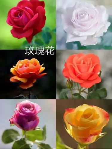 玫瑰花色彩艳丽,白的如雪,红的如火,黄的似金,粉的如霞.
