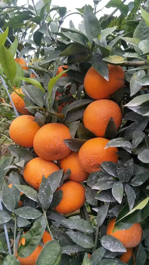 沃柑 统货 3两以上