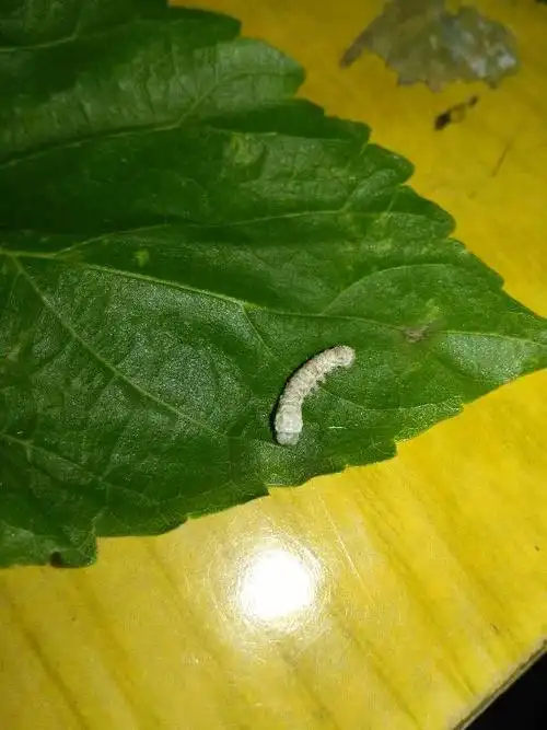 怎么治?(蚕很小)