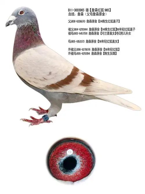 詹森898 大名鸽【红狐狸】近血