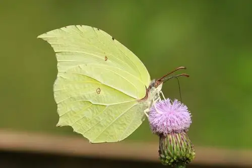 尖钩粉蝶 2019812 12;38