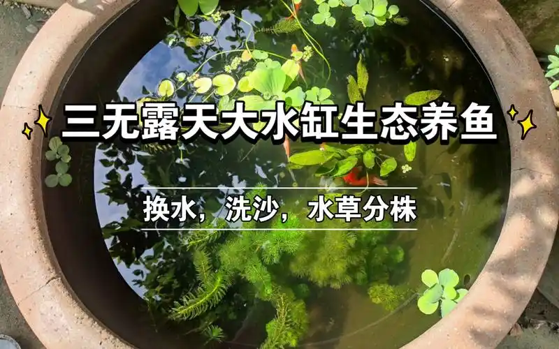 三无露天大水缸瓦缸生态养鱼懒惰肥宅up一个多月不换水鱼怎么样了
