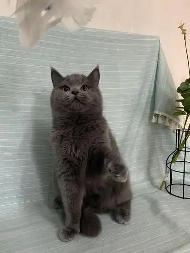 英短蓝猫包子脸半成母纯家养