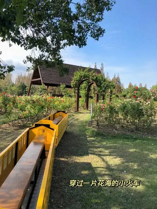 上海遛娃去滨江森林公园看海吧