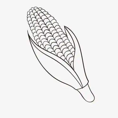 对象暂无授权使用范围仅供学习交流使用png简笔玉米手绘简图pngpng