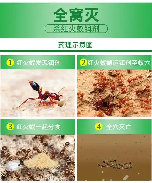 红火蚁药灭蚂蚁药全窝端净神器非户外克星红火蚁白蚁专杀饵剂套餐四
