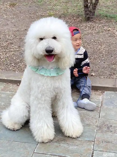 出售纯种巨型贵宾幼犬大型泰迪犬巨贵犬白色棕色