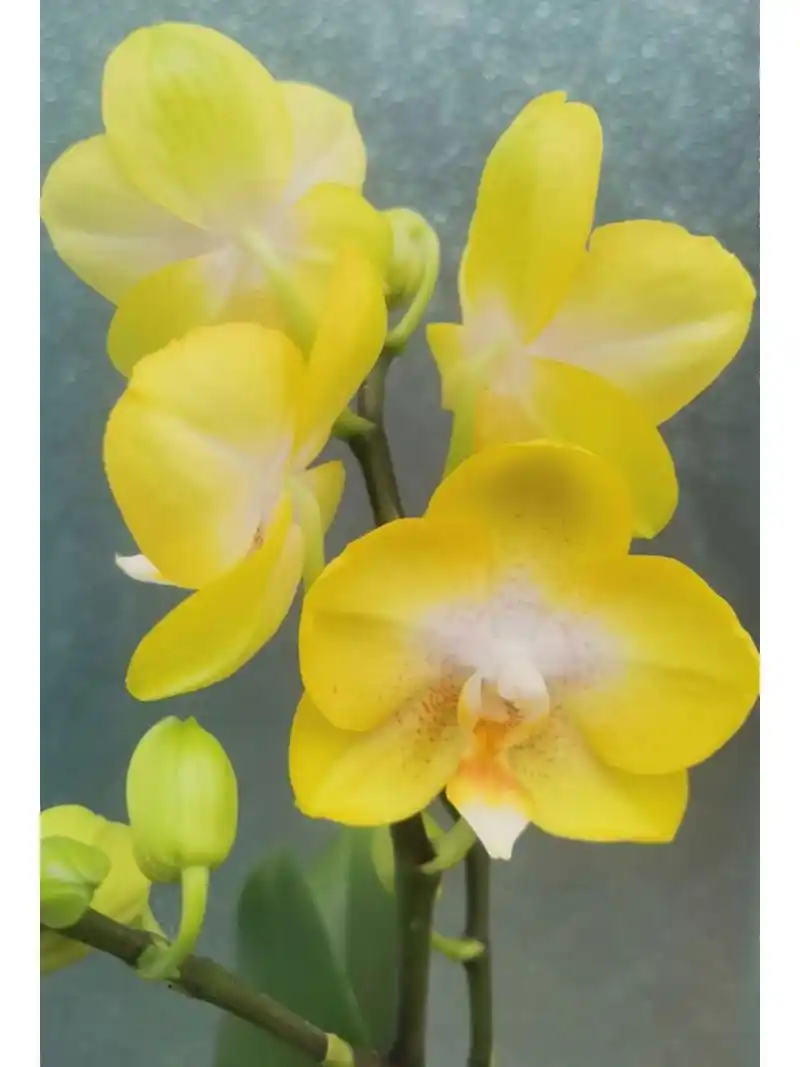 安祖蝴蝶兰-阿雷佐 不得不说,安祖的蝴蝶兰在众多品牌里,各方面都比较