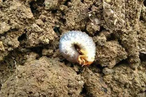 原创小麦被地下害虫咬断了根系叶片发黄不长用什么农药防治好