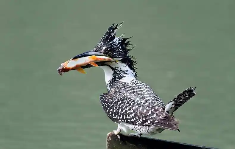 《说文解字》第755课:《红楼梦》里说的"老鸹"其实就是乌鸦_读音_又名