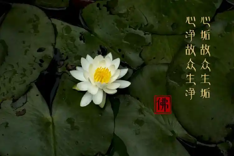 释义:内心有污垢,看众生也也有污垢,内心清净无尘所以视众生也是清净.