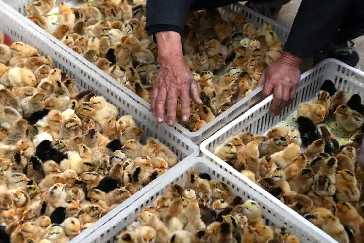 爱心鸡苗送贫困户