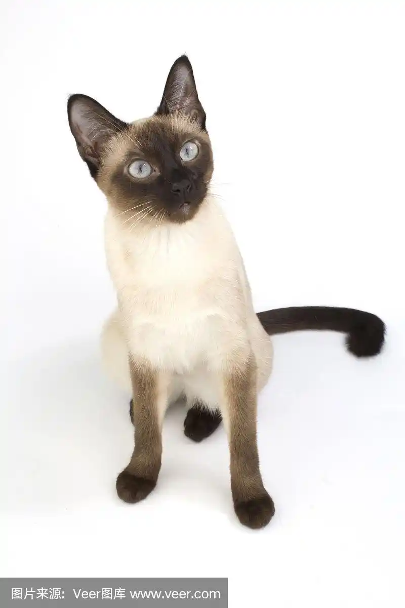 泰国猫,传统暹罗猫在白色的背景