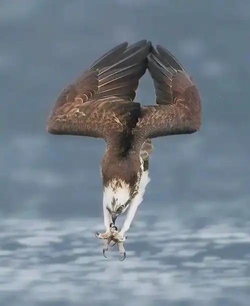 这动作流通水平像极了小学班任冲过来打我的时候老鹰俯冲的瞬间竟然是