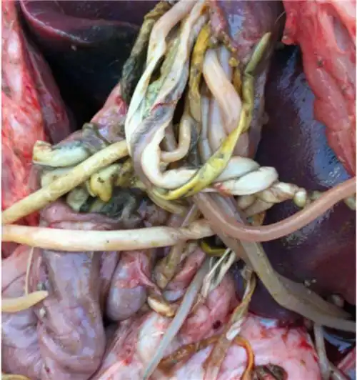 春季要驱虫,莫忘先保肝